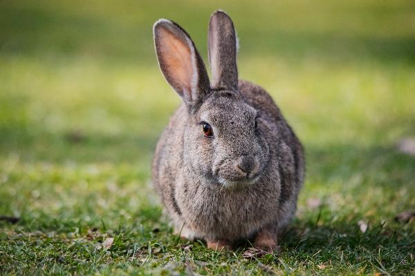 Los conejos dañan los cultivos aragoneses